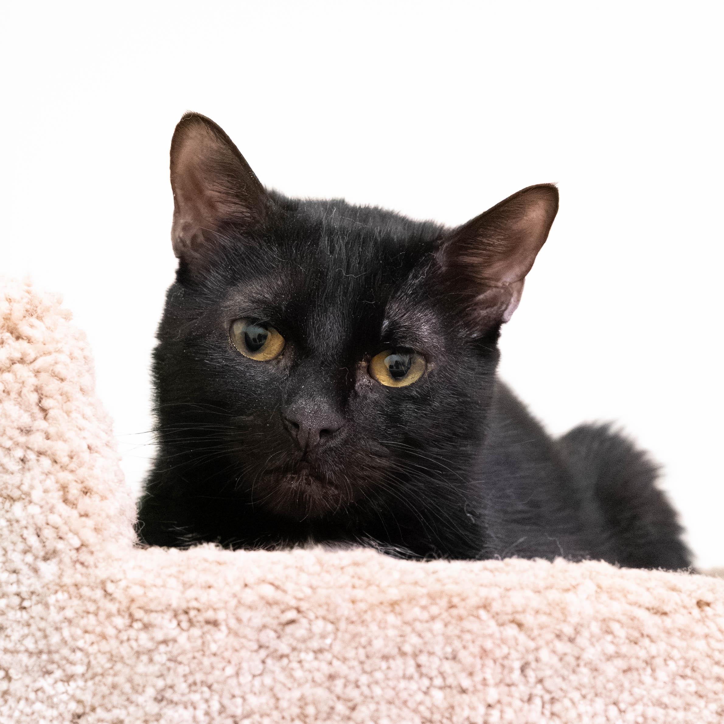Enlarge Prince *bonded to Harry*, a Adoptable Domestic Short Hair in Briarcliff Manor, NY image 5/6