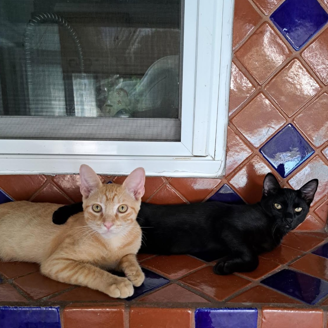 Licorice, Adopted, Young Male Domestic Short Hair.