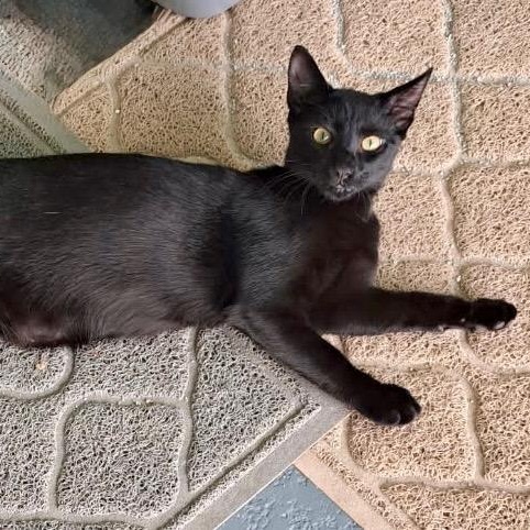 Licorice, a Adopted Domestic Short Hair in Dania Beach, FL image 2/4