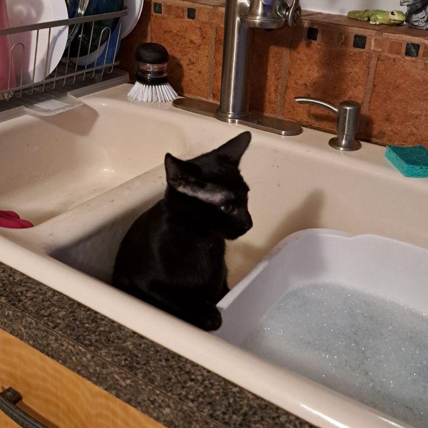 Licorice, a Adopted Domestic Short Hair in Dania Beach, FL image 4/4