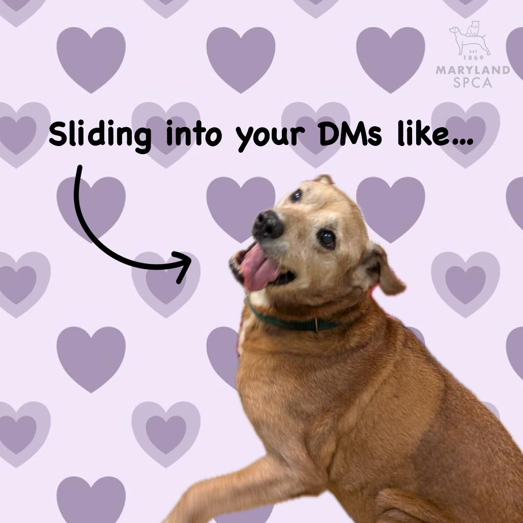 Enlarge Magnus, a Adoptable mixed breed in Baltimore, MD image 1/6