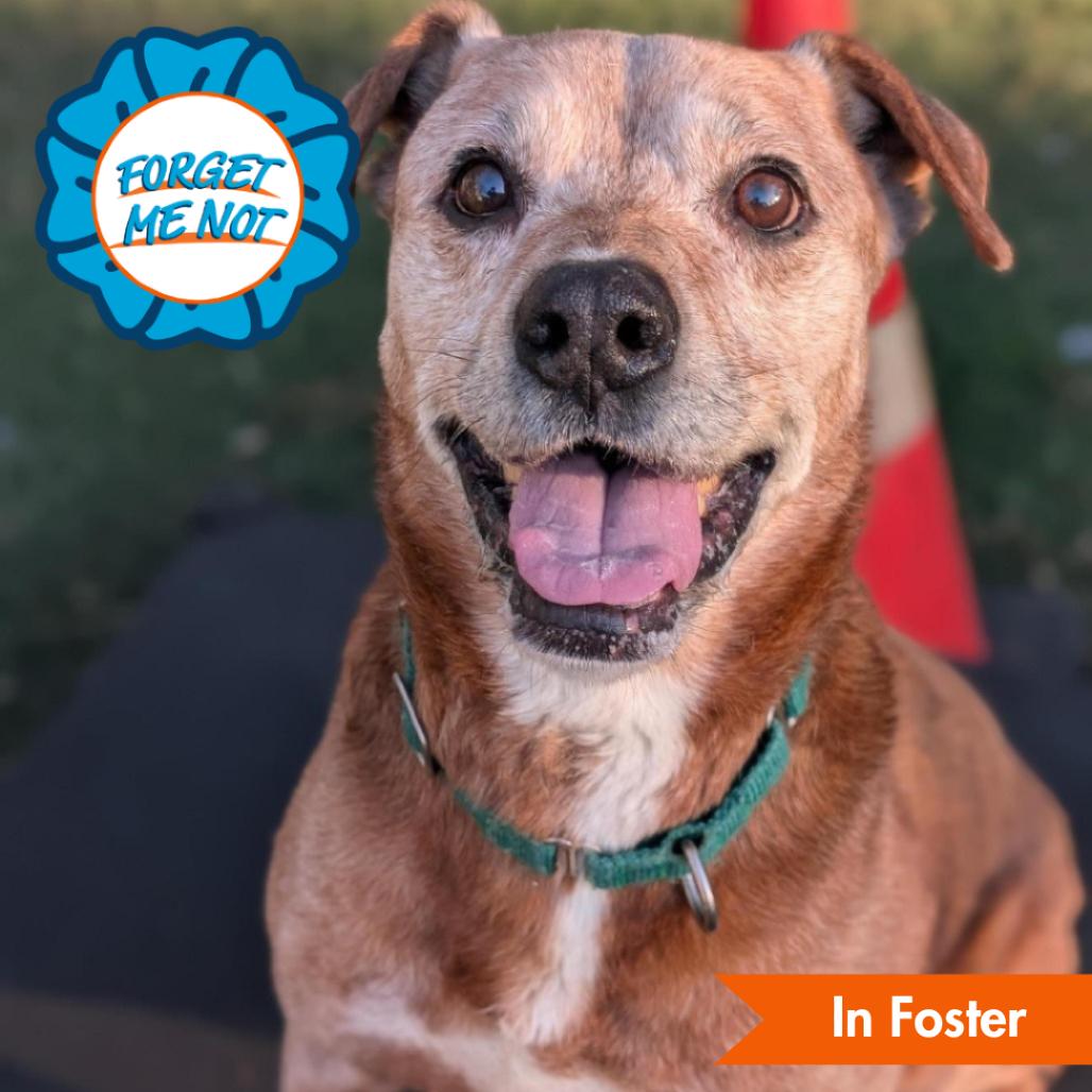 Enlarge Magnus, a Adoptable mixed breed in Baltimore, MD image 2/6