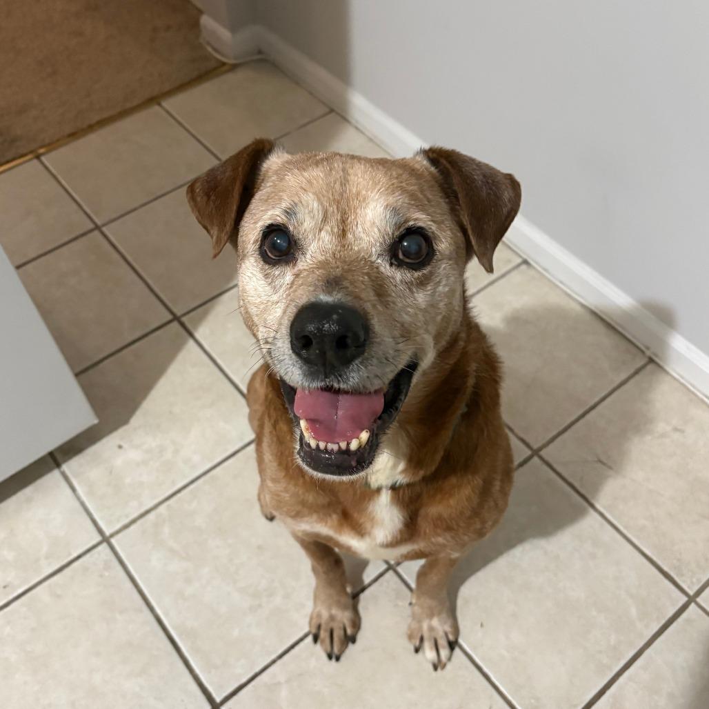 Magnus, Adoptable, Senior Male Rottweiler & Mixed Breed.