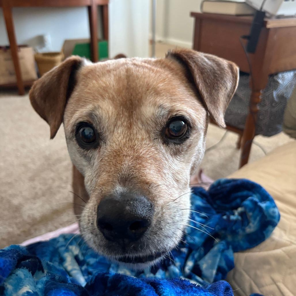 Enlarge Magnus, a Adoptable mixed breed in Baltimore, MD image 5/6