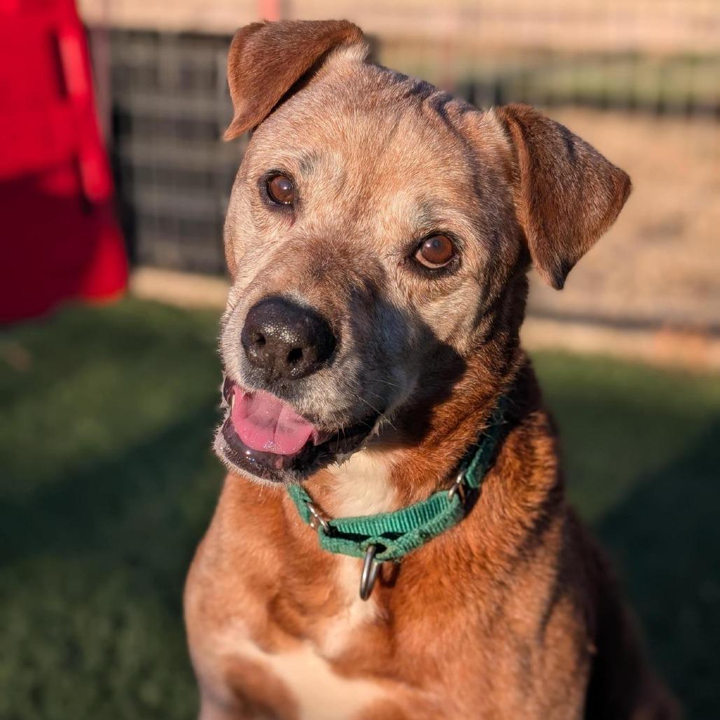 Enlarge Magnus, a Adoptable mixed breed in Baltimore, MD image 4/6