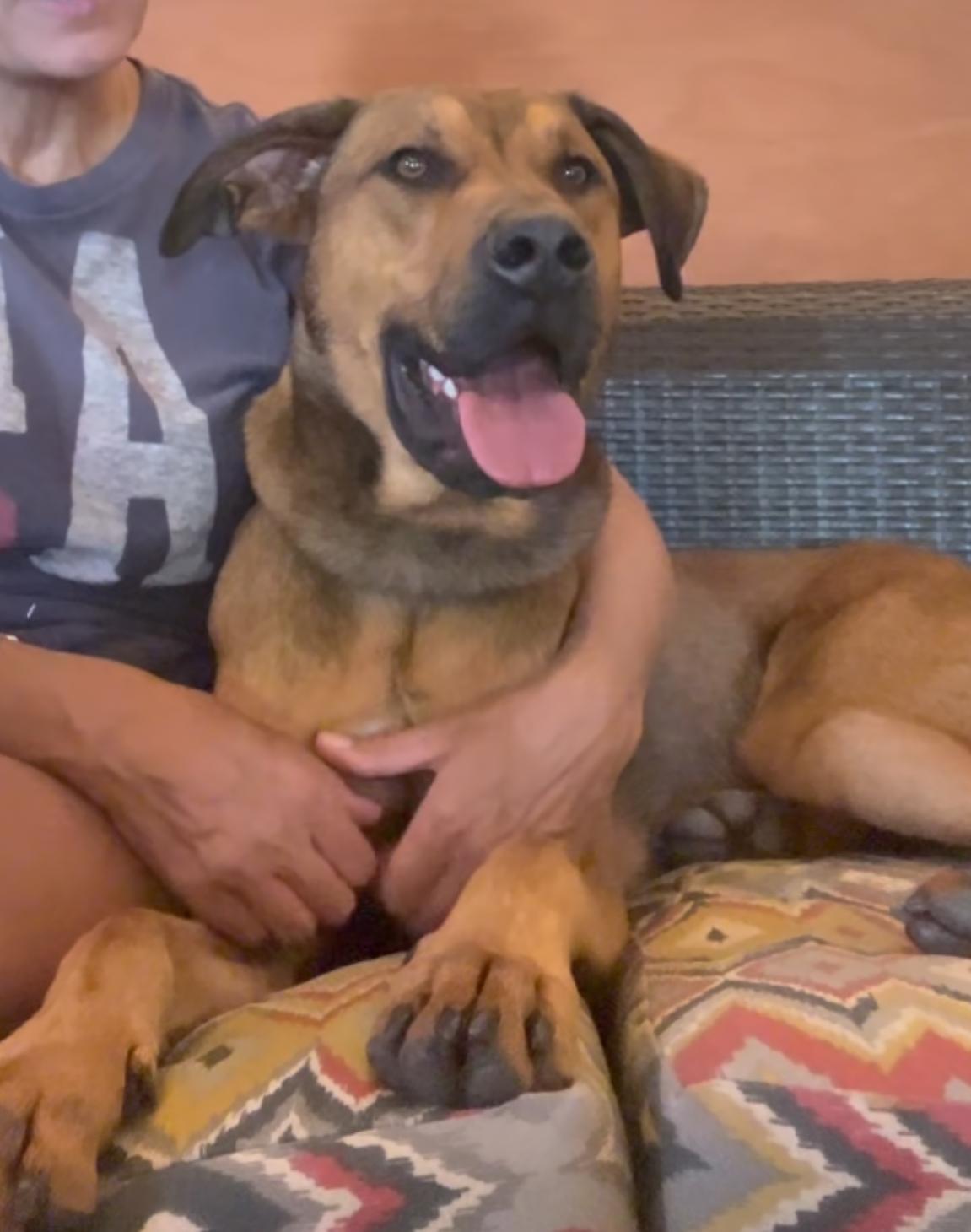 Enlarge Kid Ralph, a Adoptable mixed breed in Richmond Hill, ON image 2/3