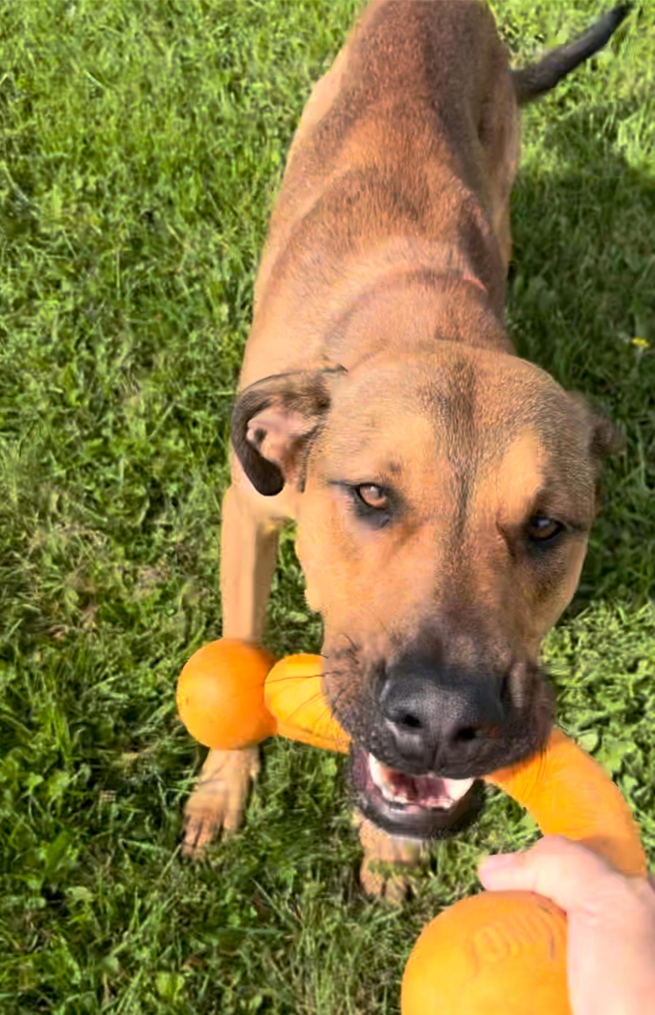 Enlarge Kid Ralph, a Adoptable mixed breed in Richmond Hill, ON image 3/3