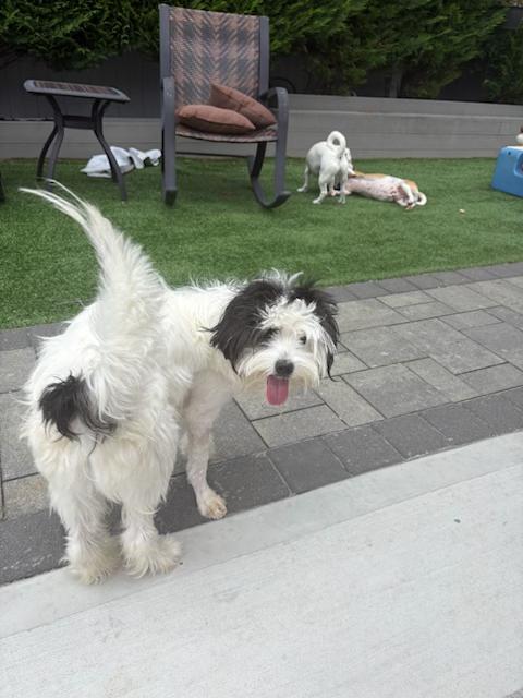 Enlarge Cinnamon, a Adopted mixed breed in Long Beach, NY image 5/5