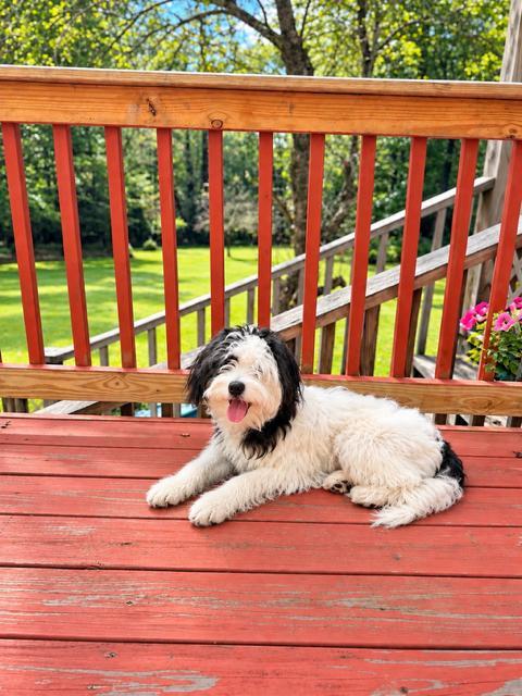 Enlarge Cinnamon, a Adopted mixed breed in Long Beach, NY image 4/5