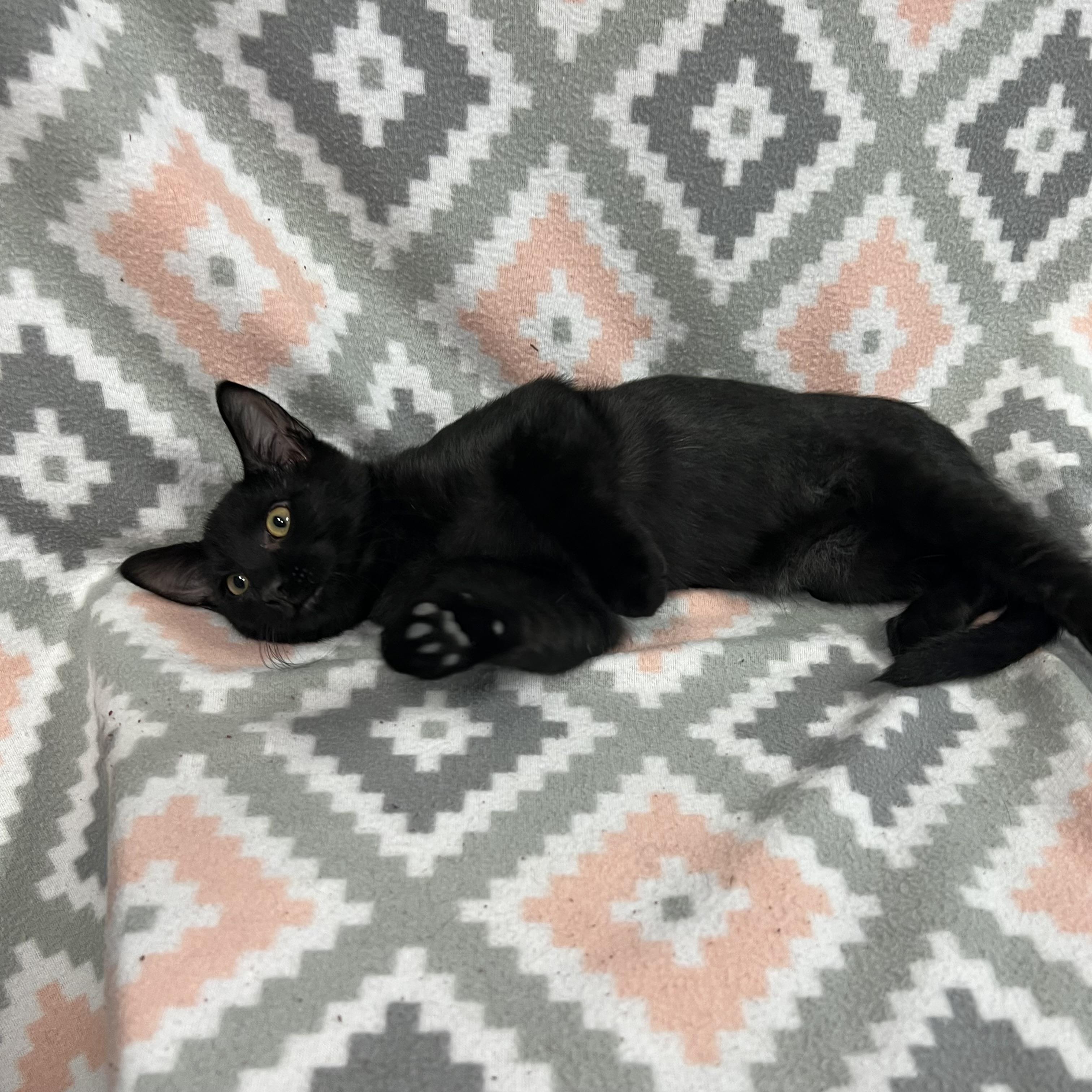 Enlarge Woody, a ADOPTABLE Domestic Short Hair in Fairmont, MN image 4/6