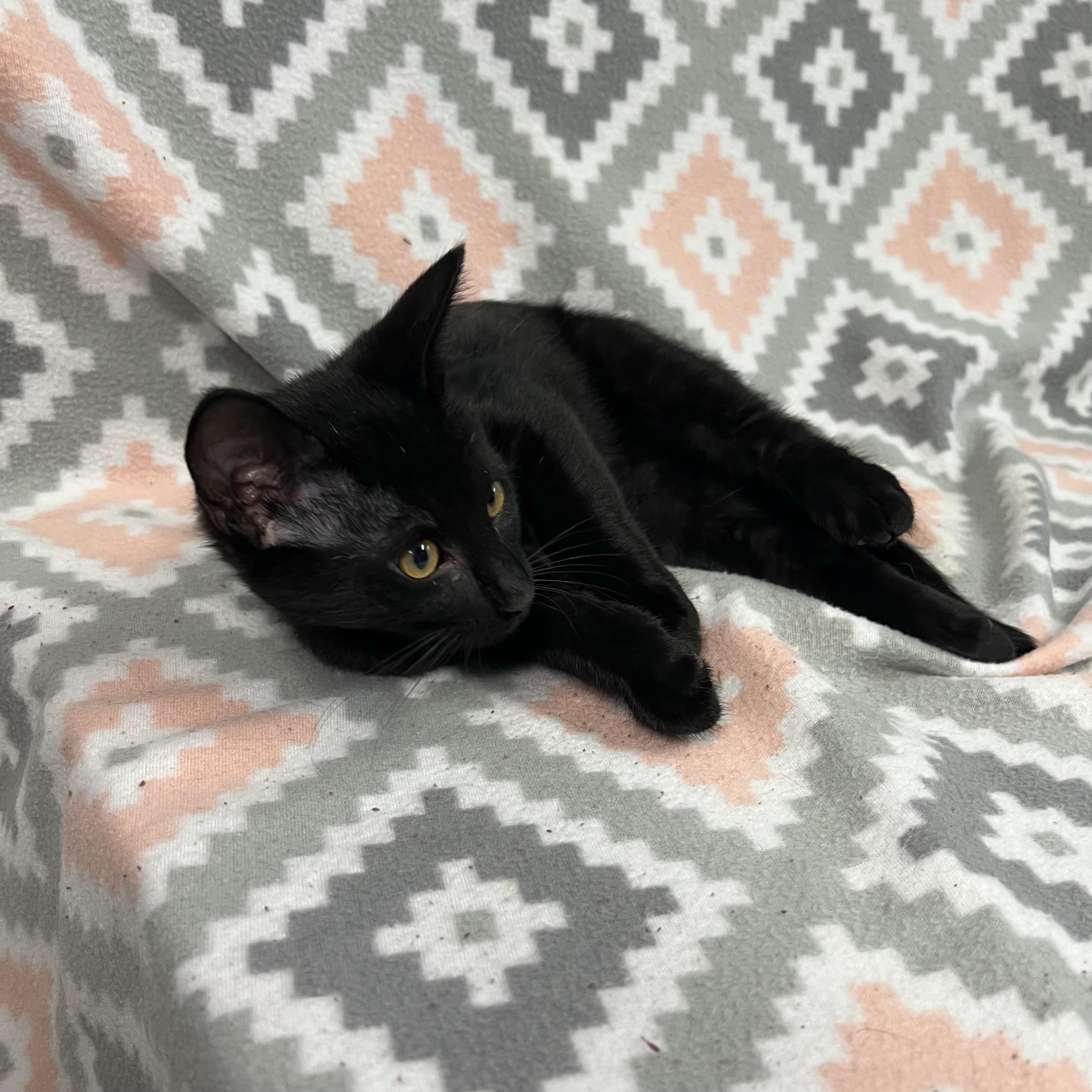 Enlarge Woody, a ADOPTABLE Domestic Short Hair in Fairmont, MN image 6/6