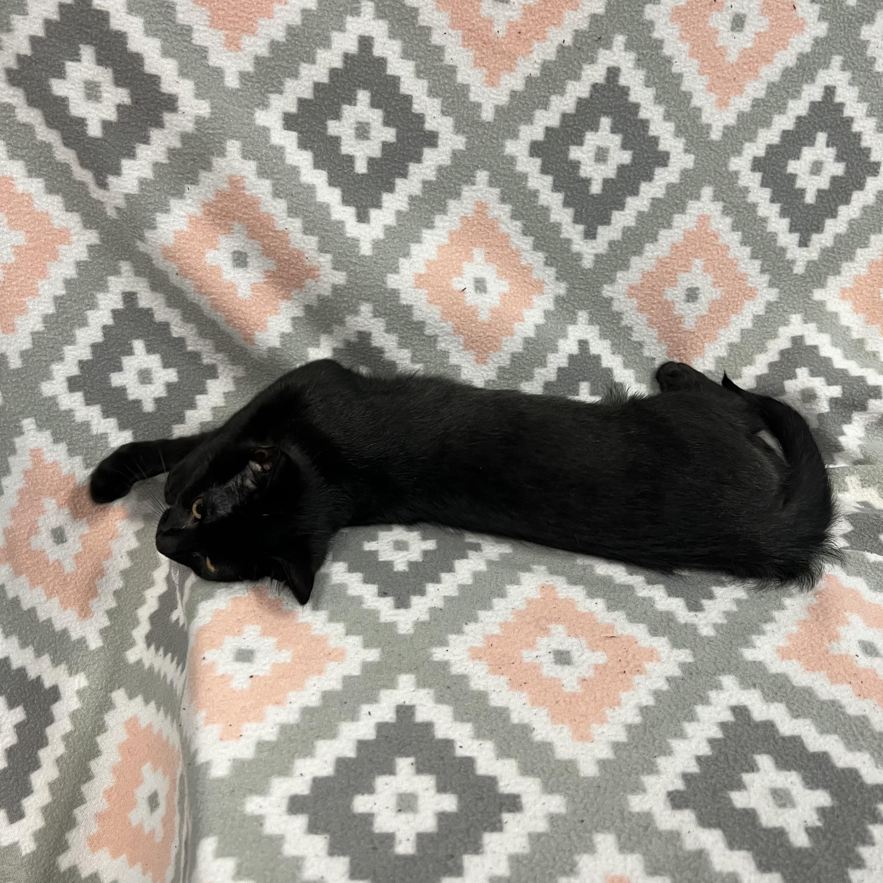 Enlarge Woody, a ADOPTABLE Domestic Short Hair in Fairmont, MN image 5/6