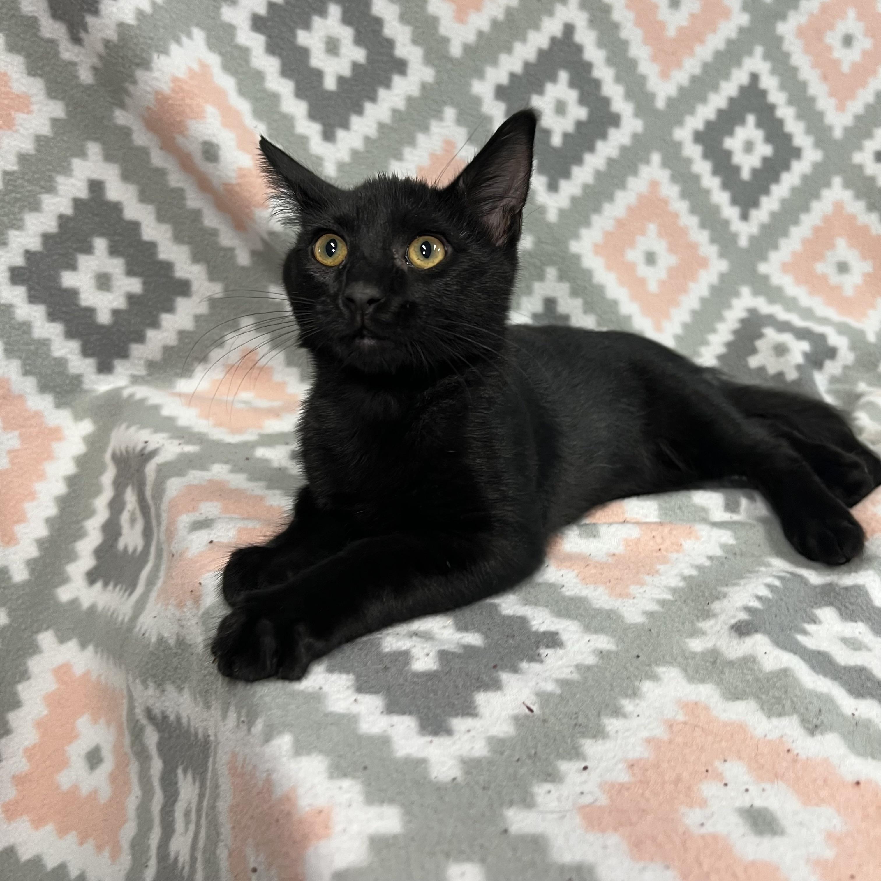 Enlarge Woody, a ADOPTABLE Domestic Short Hair in Fairmont, MN image 3/6