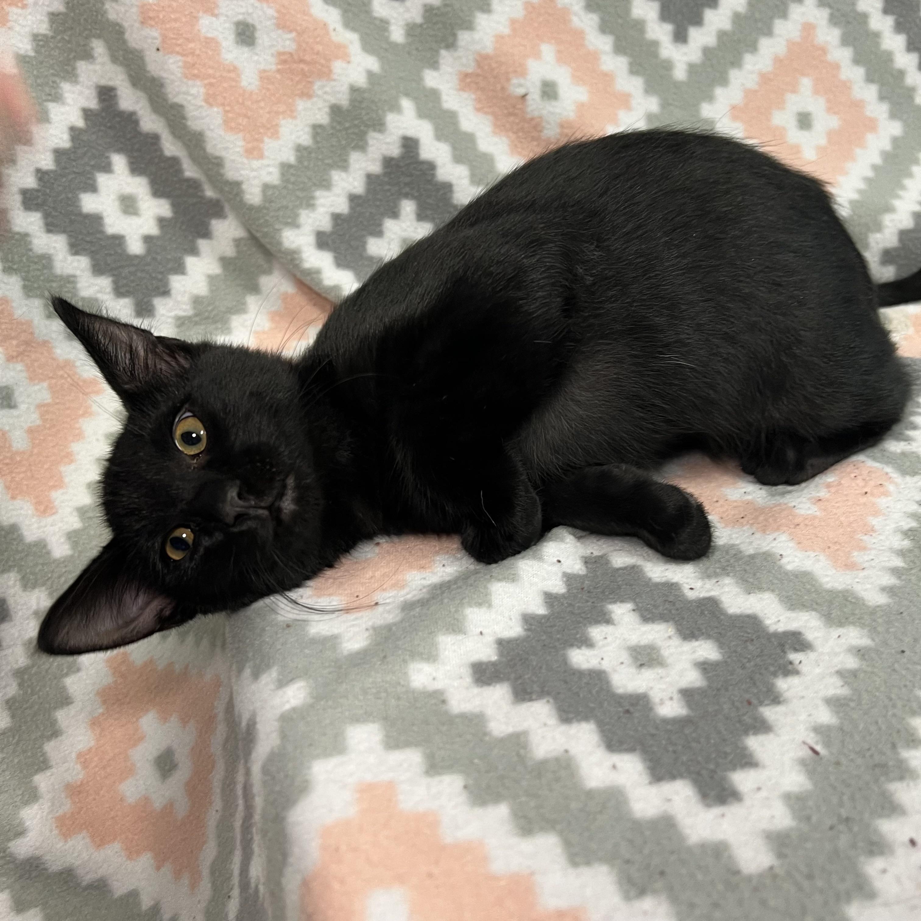 Enlarge Woody, a ADOPTABLE Domestic Short Hair in Fairmont, MN image 2/6