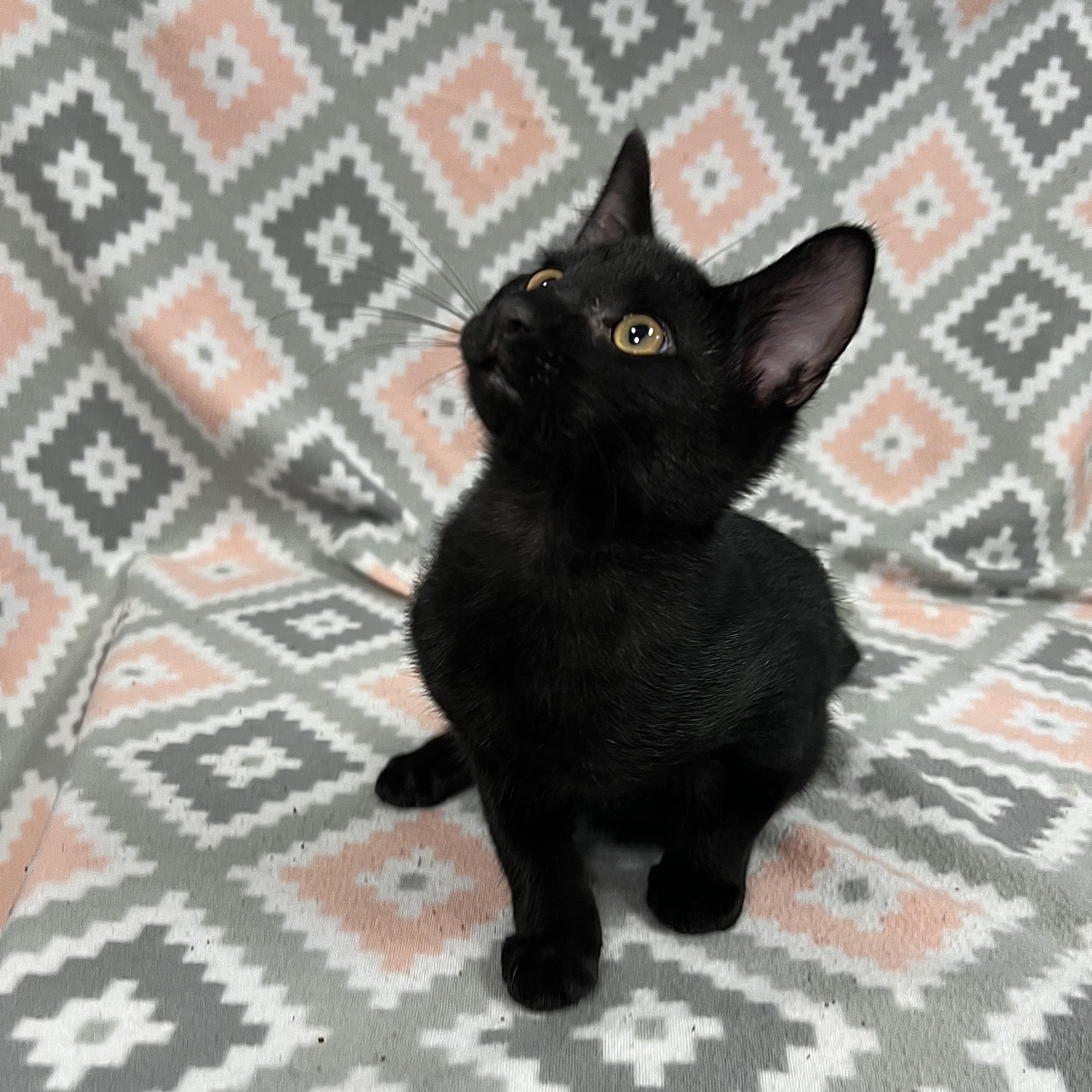 Enlarge Woody, a ADOPTABLE Domestic Short Hair in Fairmont, MN image 1/6