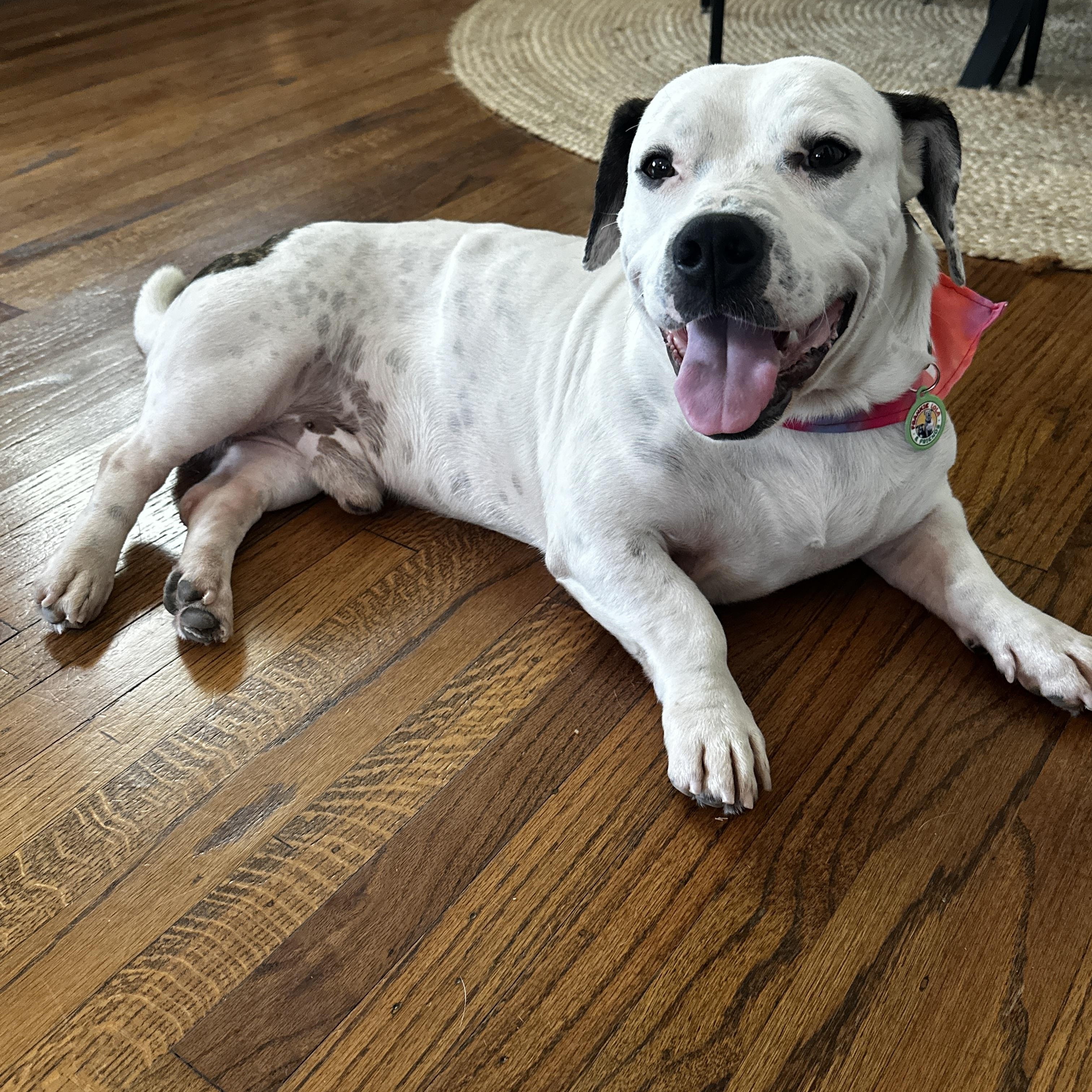 Enlarge Kevin Hart, a Adoptable Pit Bull Terrier in Sun Valley, CA image 3/6