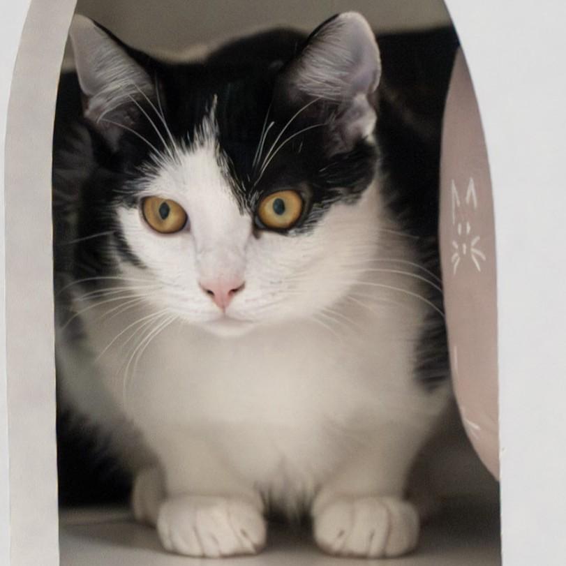 Mademoiselle Noir, ADOPTABLE, Kitten Female Domestic Short Hair.
