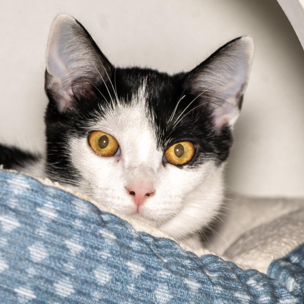 Enlarge Mademoiselle Noir, a ADOPTABLE Domestic Short Hair in Victor, NY image 5/5