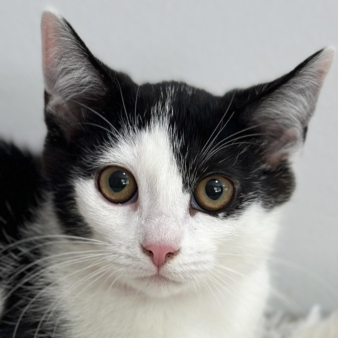 Enlarge Mademoiselle Noir, a ADOPTABLE Domestic Short Hair in Victor, NY image 2/5