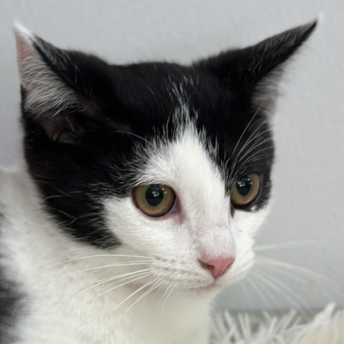 Enlarge Mademoiselle Noir, a ADOPTABLE Domestic Short Hair in Victor, NY image 3/5