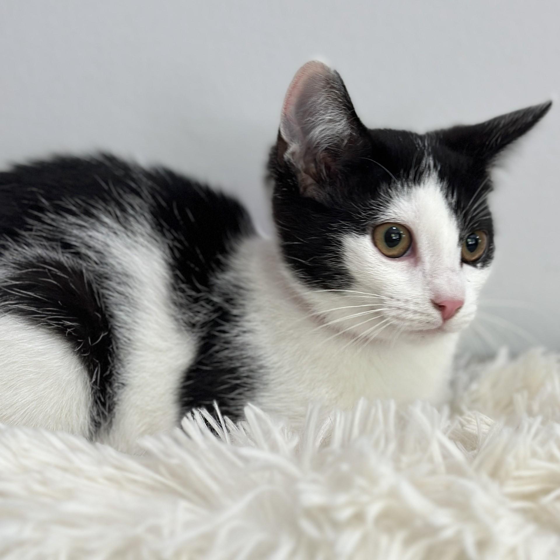 Enlarge Mademoiselle Noir, a ADOPTABLE Domestic Short Hair in Victor, NY image 4/5