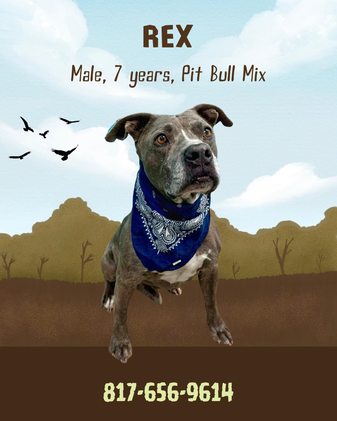 Rex, adopted, Senior Male Pit Bull Terrier.