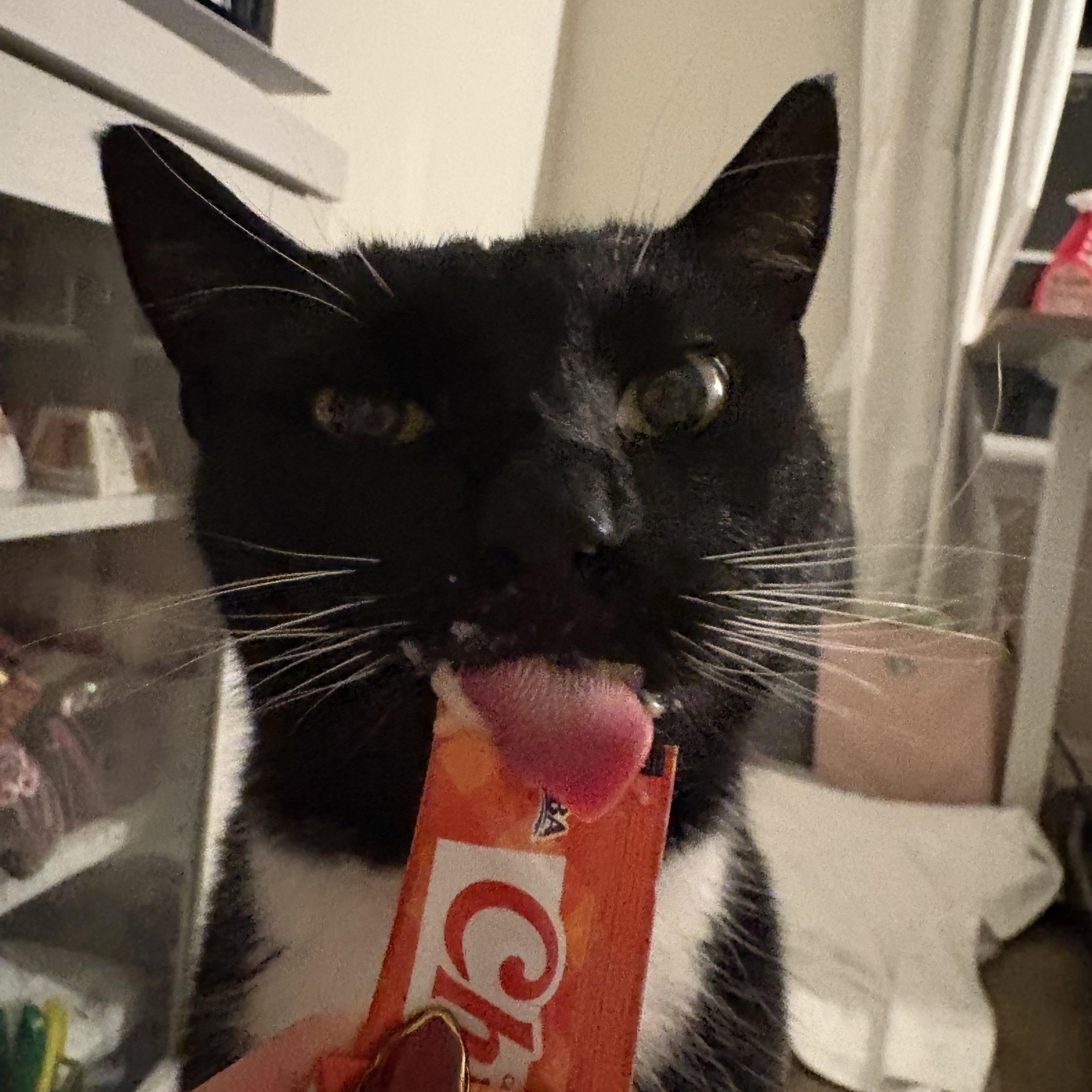 Enlarge Johnny B. Goode, a ADOPTABLE Domestic Short Hair in Alexandria, VA image 6/6