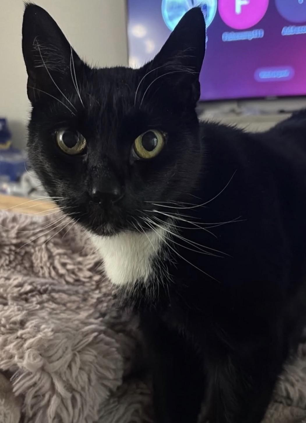 Enlarge Johnny B. Goode, a ADOPTABLE Domestic Short Hair in Alexandria, VA image 3/6