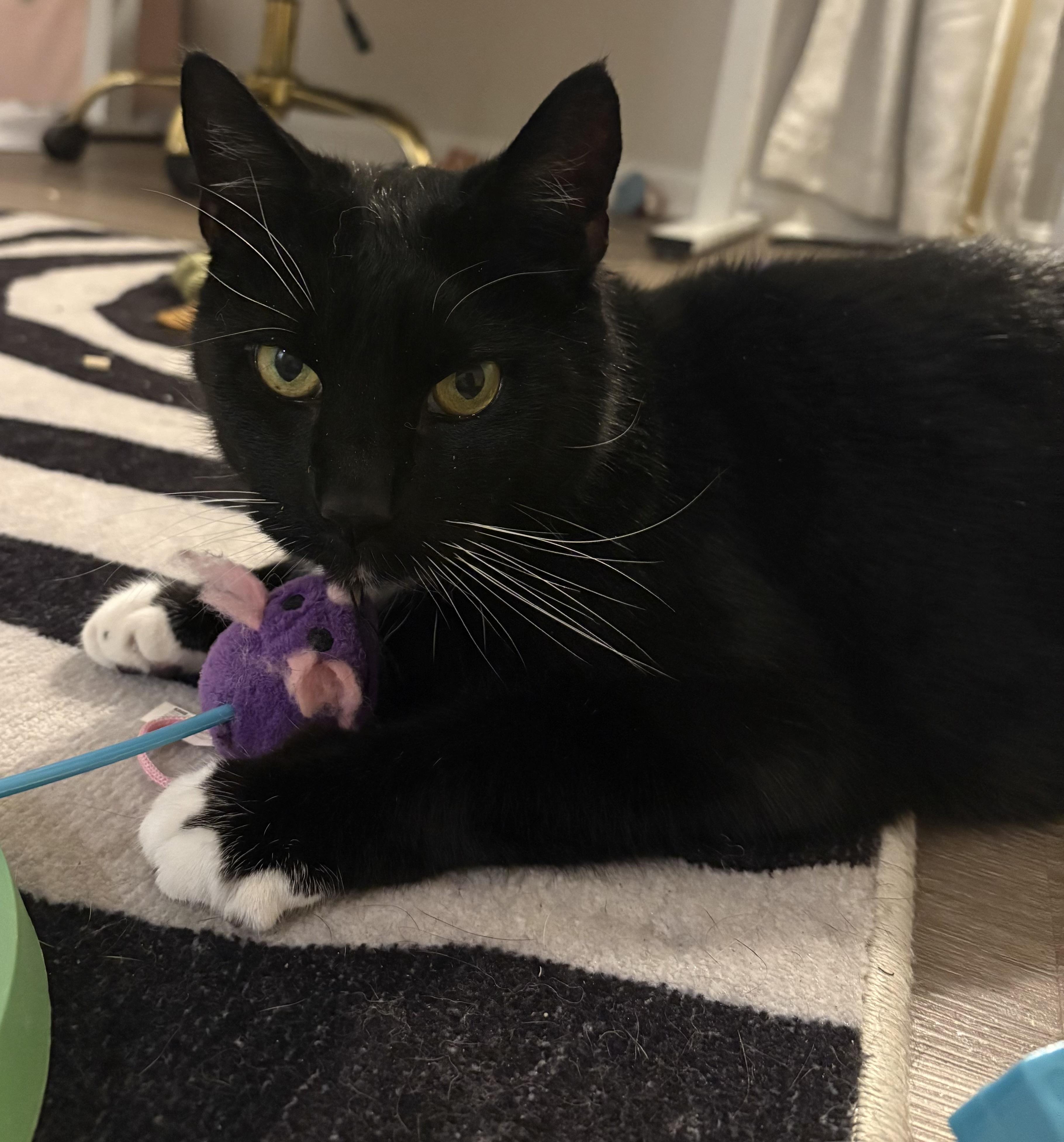 Enlarge Johnny B. Goode, a ADOPTABLE Domestic Short Hair in Alexandria, VA image 2/6