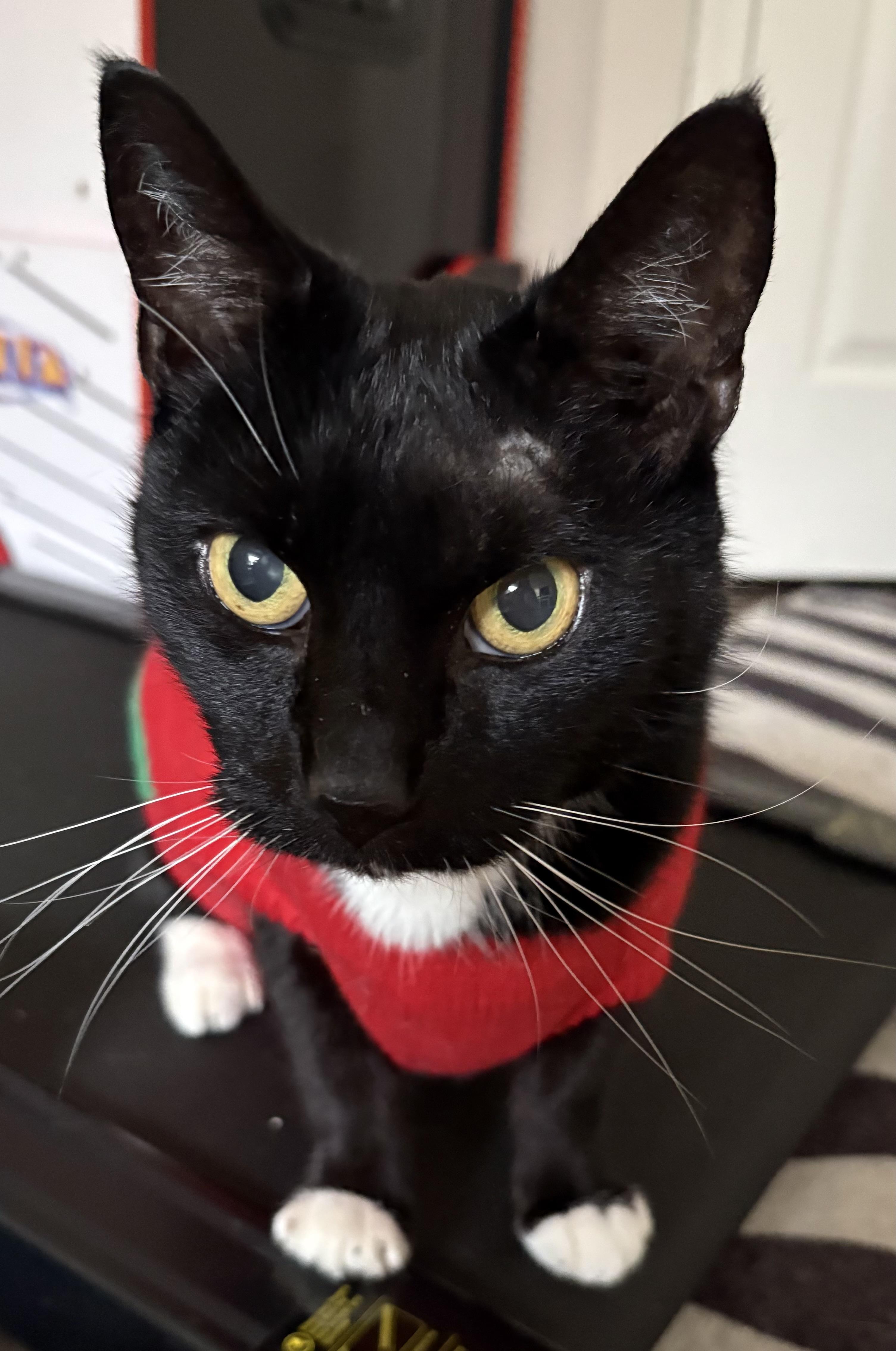 Enlarge Johnny B. Goode, a ADOPTABLE Domestic Short Hair in Alexandria, VA image 4/6