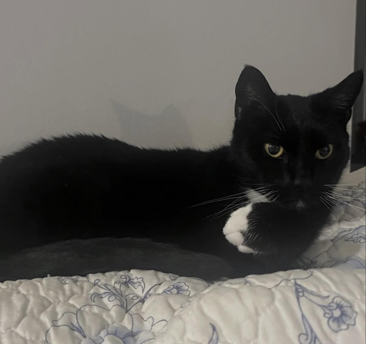 Enlarge Johnny B. Goode, a ADOPTABLE Domestic Short Hair in Alexandria, VA image 5/6