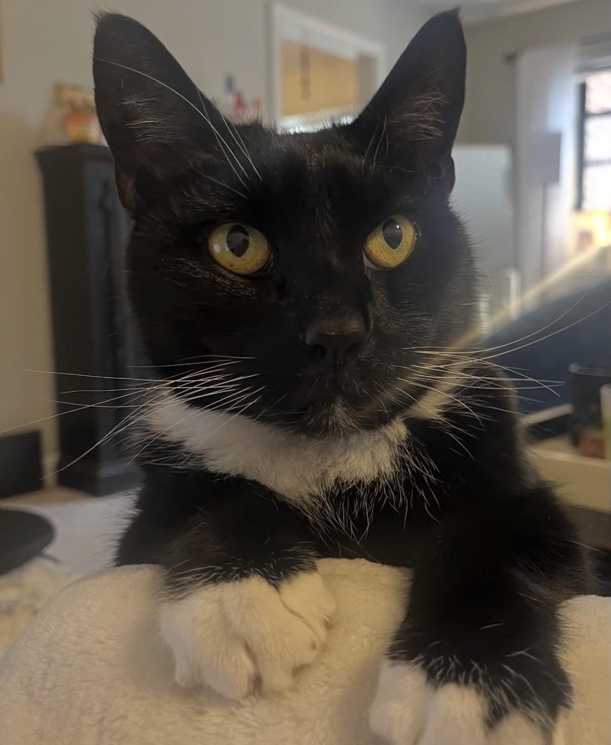 Enlarge Johnny B. Goode, a ADOPTABLE Domestic Short Hair in Alexandria, VA image 1/6