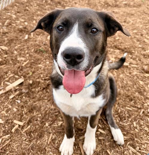 Enlarge NALA, a Adoptable mixed breed in Denver, CO image 1/1