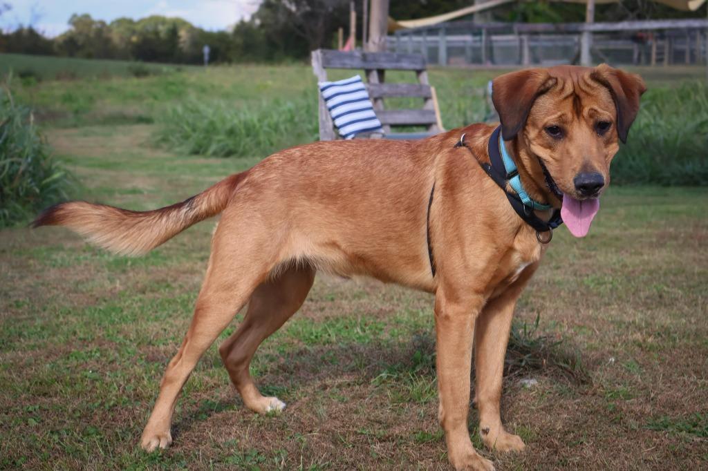 Enlarge Toni, a Adoptable mixed breed in Columbia, TN image 1/5