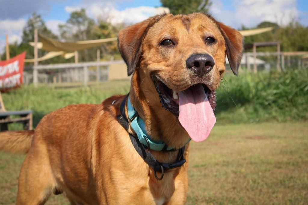 Enlarge Toni, a Adoptable mixed breed in Columbia, TN image 3/5