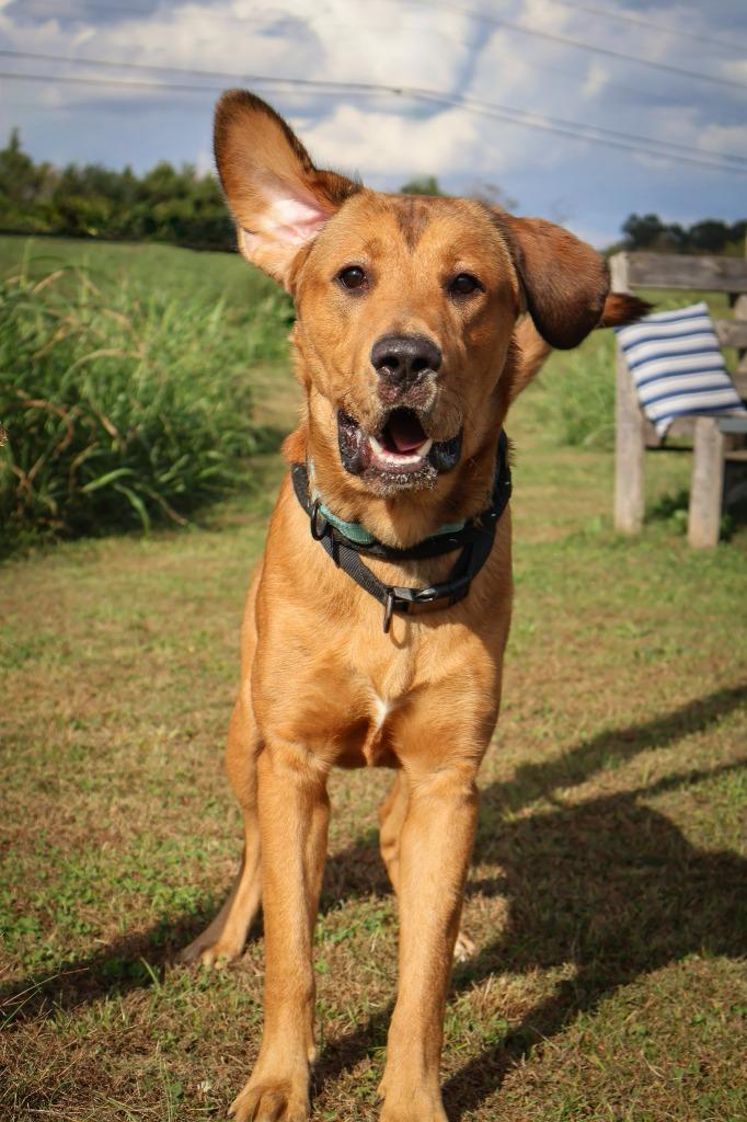 Enlarge Toni, a Adoptable mixed breed in Columbia, TN image 4/5