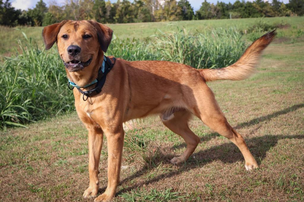 Enlarge Toni, a Adoptable mixed breed in Columbia, TN image 5/5