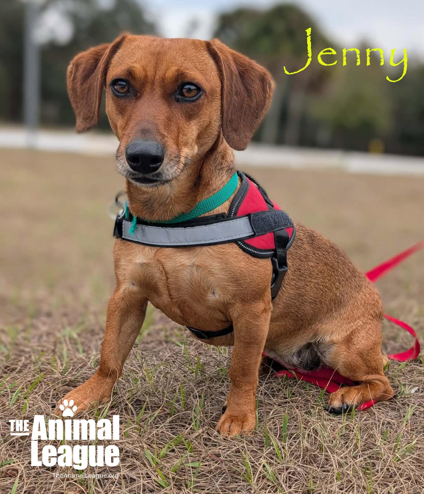 Enlarge Jenny, a ADOPTABLE Dachshund in Clermont, FL image 4/4