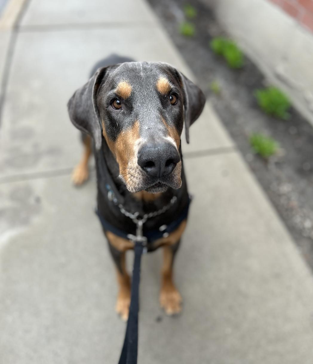 Eli, ADOPTABLE, Adult Male Doberman Pinscher.