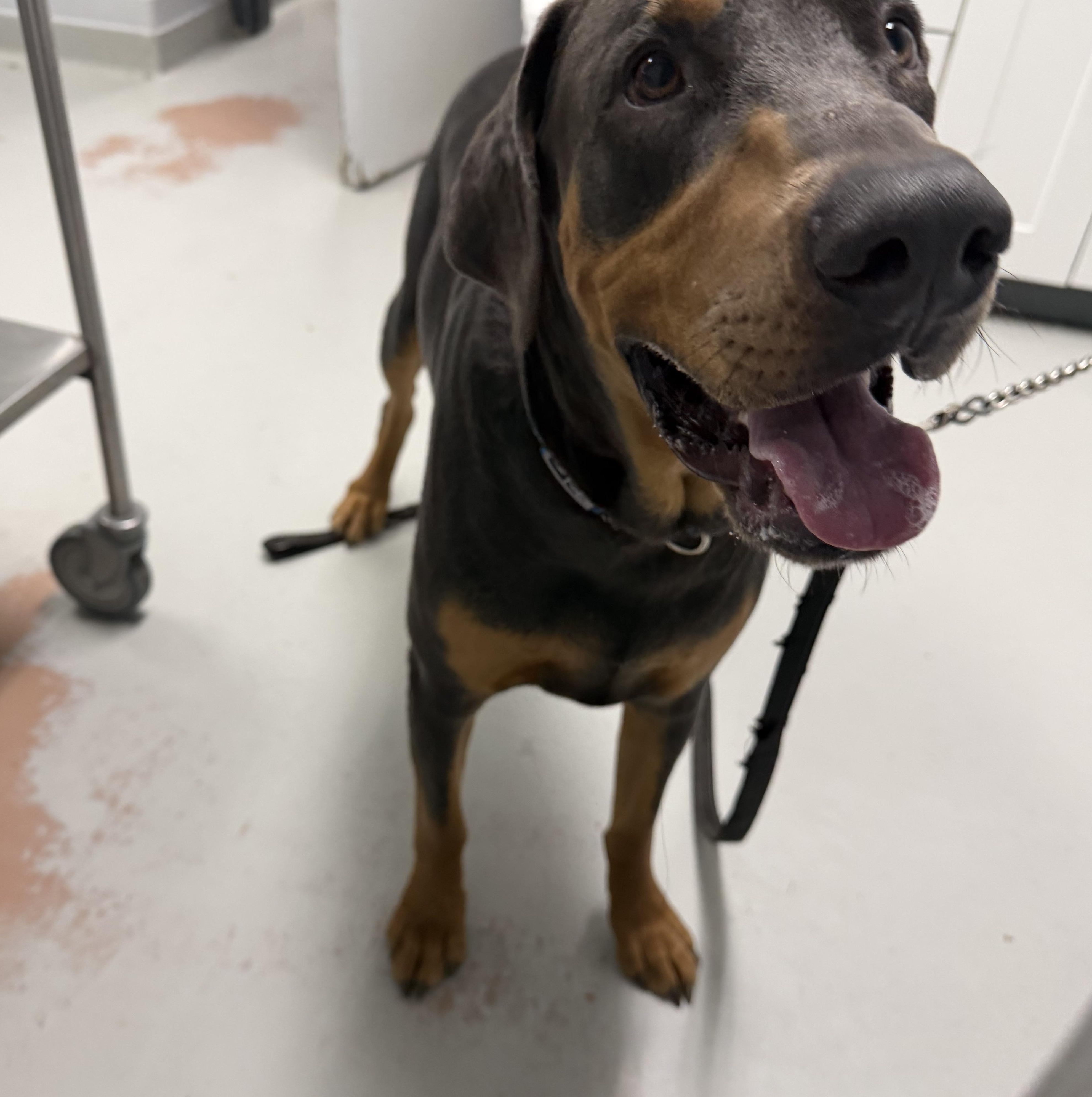 Enlarge Eli, a ADOPTABLE Doberman Pinscher in Toronto, ON image 3/3