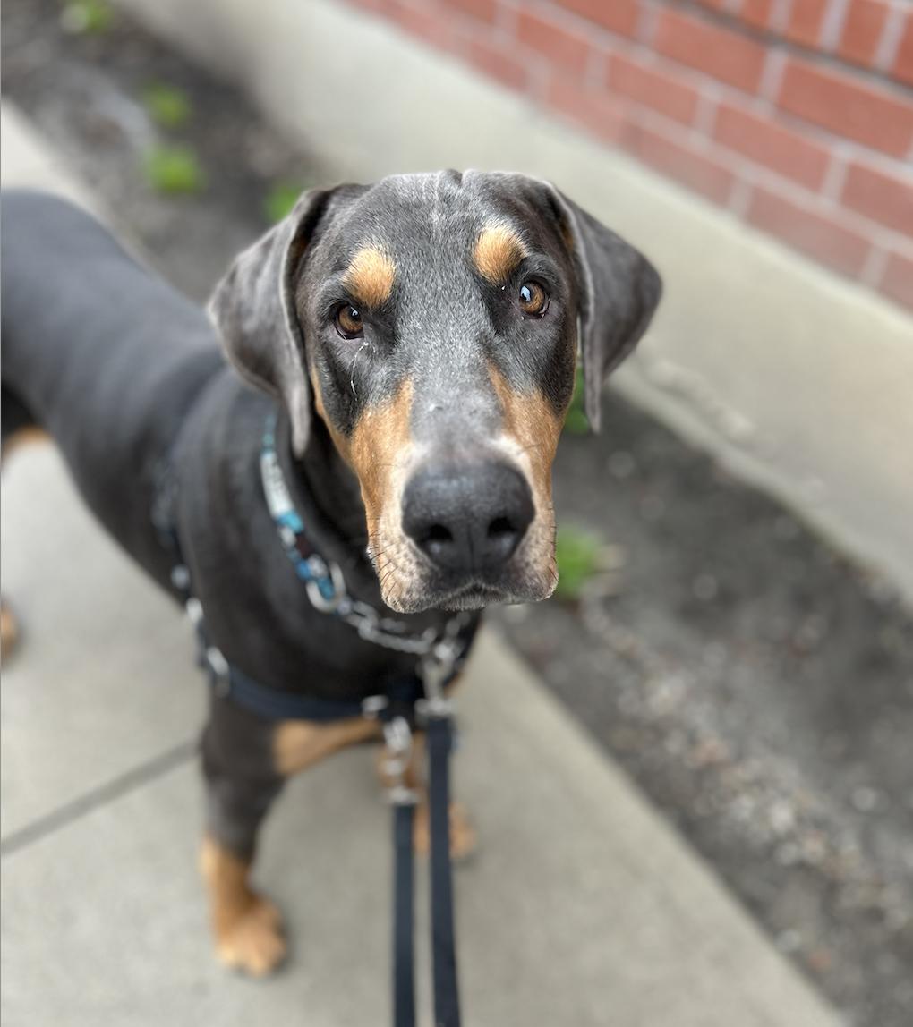 Enlarge Eli, a ADOPTABLE Doberman Pinscher in Toronto, ON image 2/3