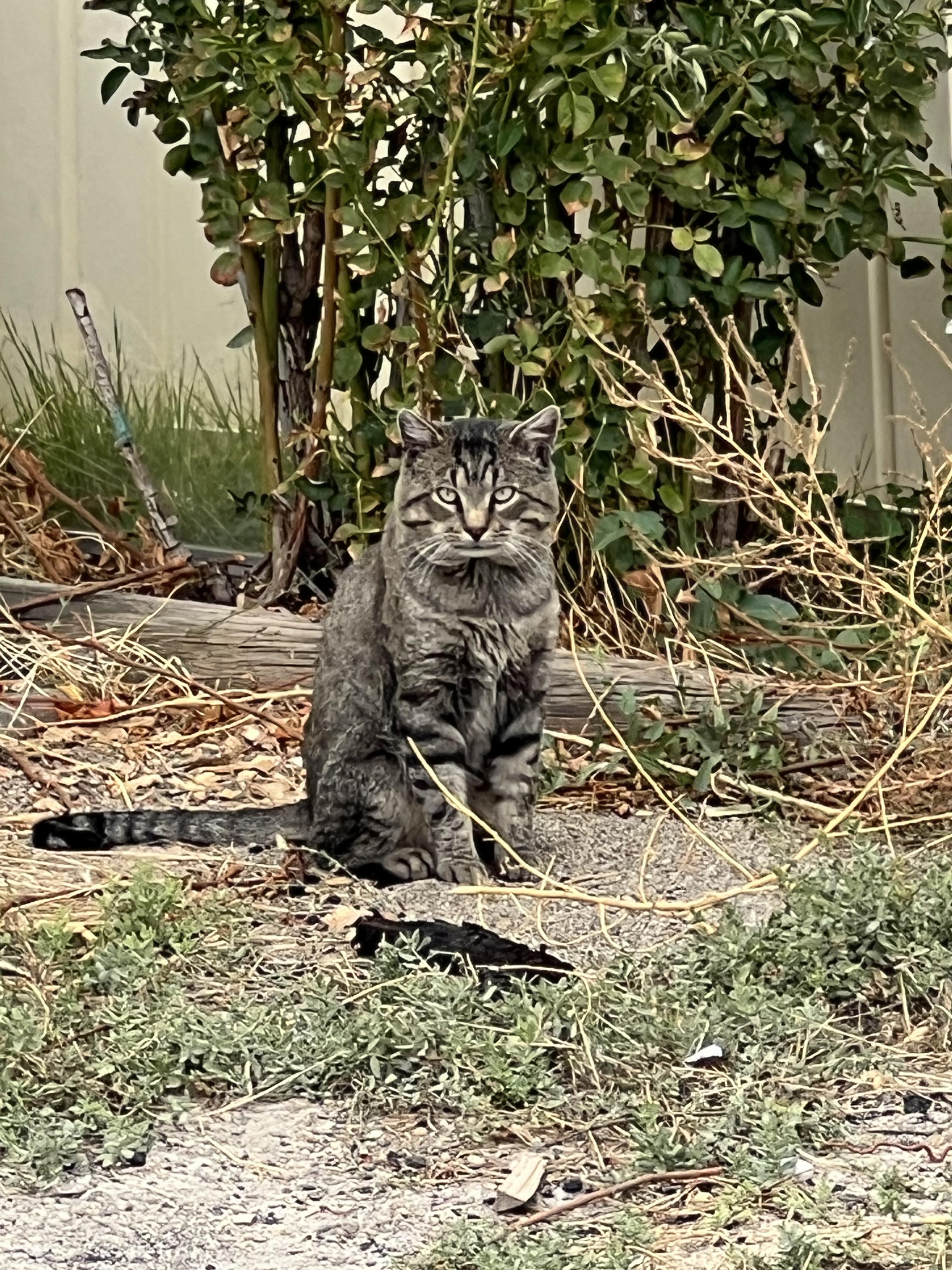 Enlarge Scruffy, a Adoptable Domestic Short Hair in Steamboat Springs, CO image 1/1