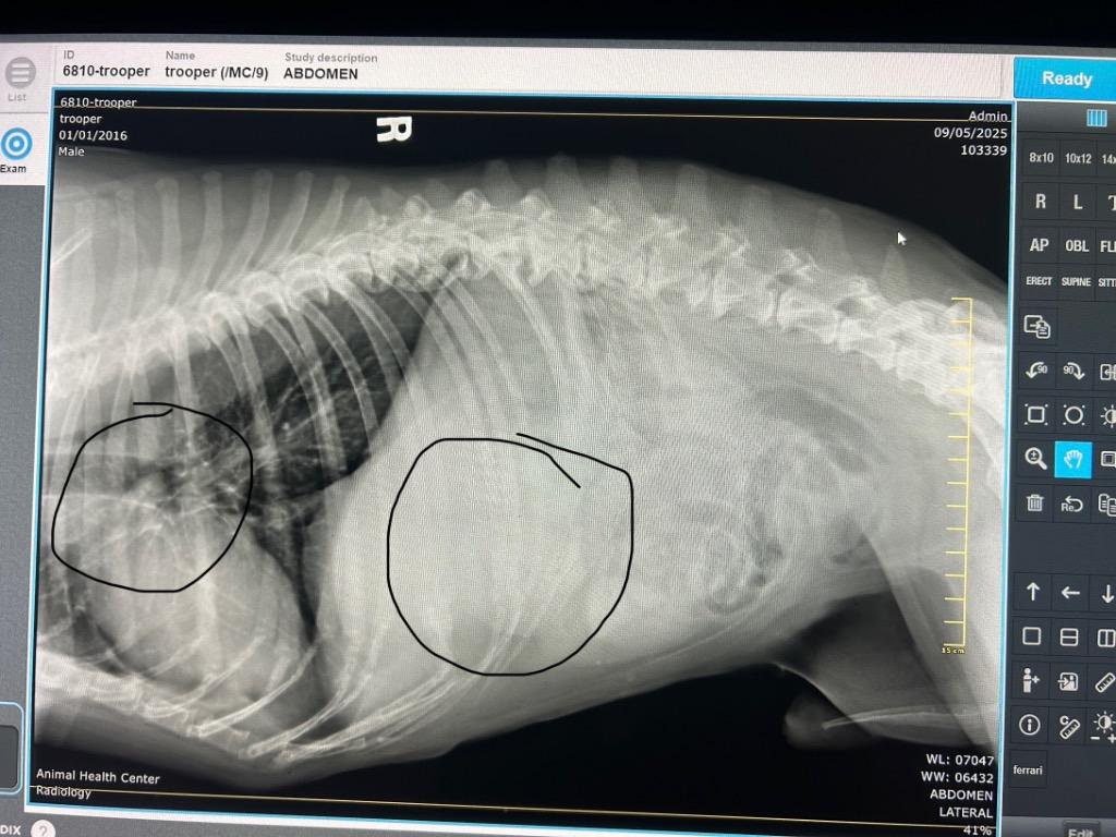 Trooper — thumbnail 3