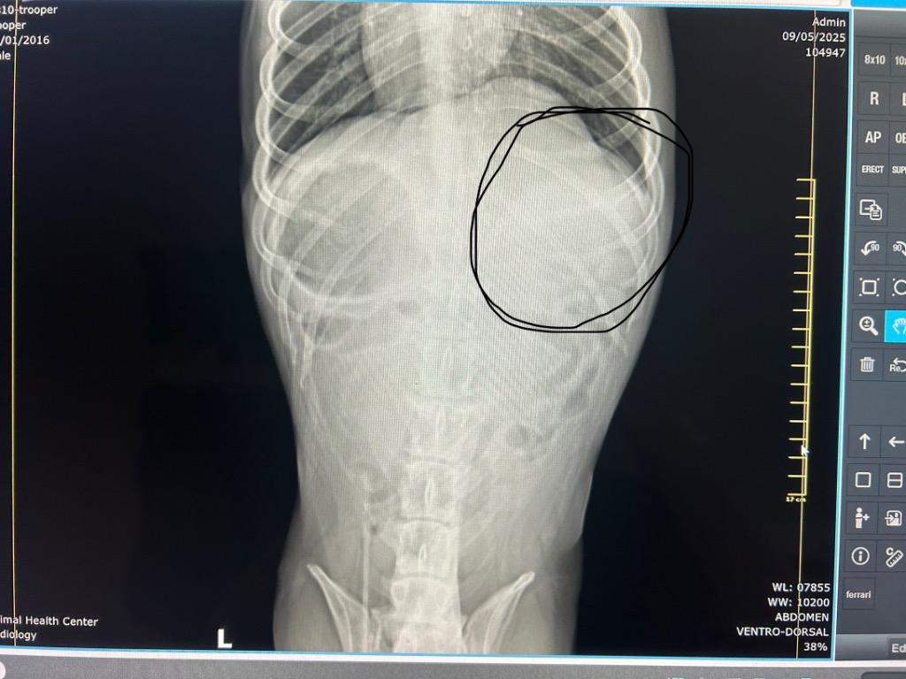 Trooper — thumbnail 4