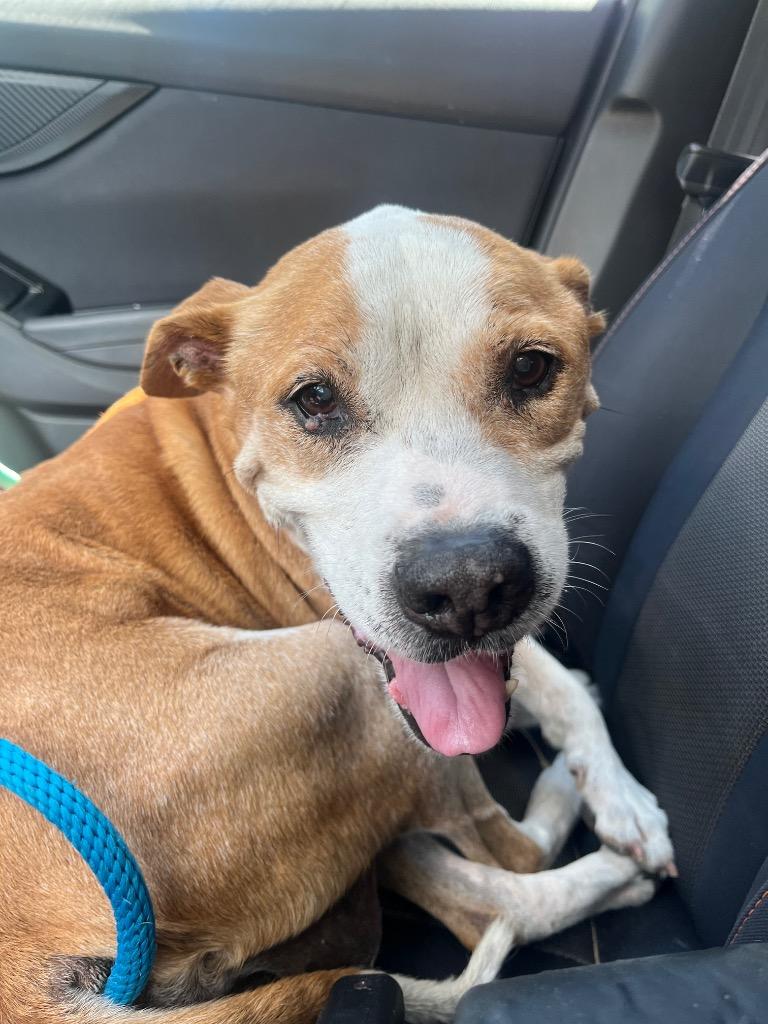 Trooper — thumbnail 5