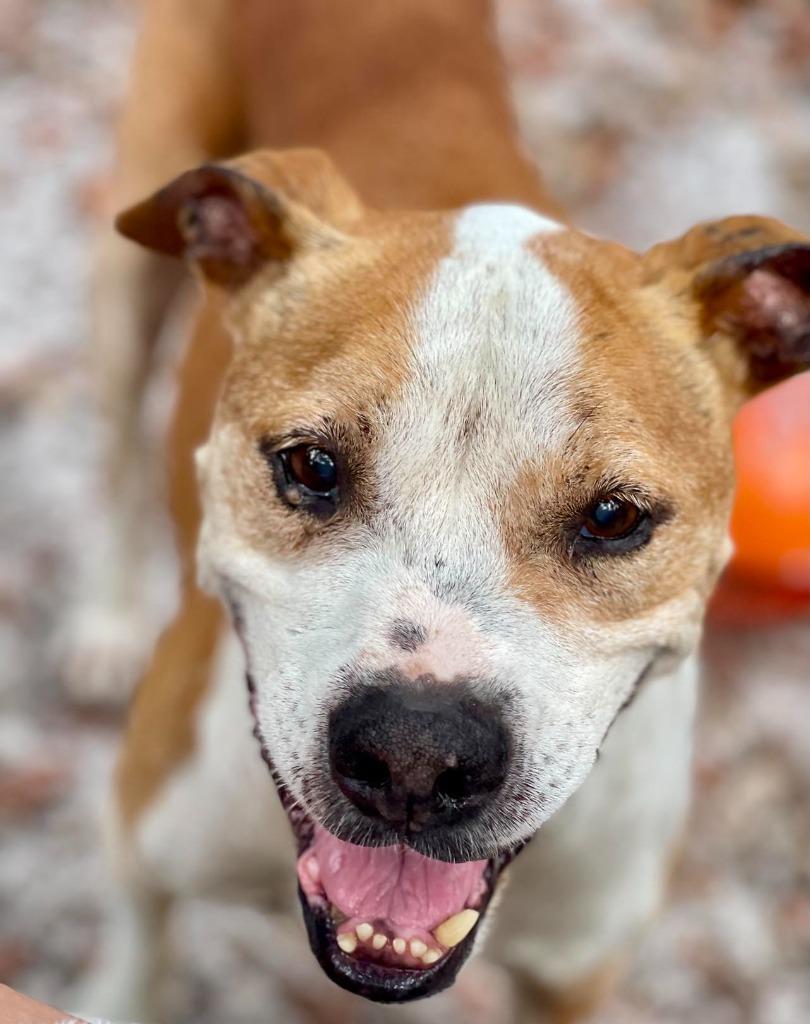 Trooper — thumbnail 6