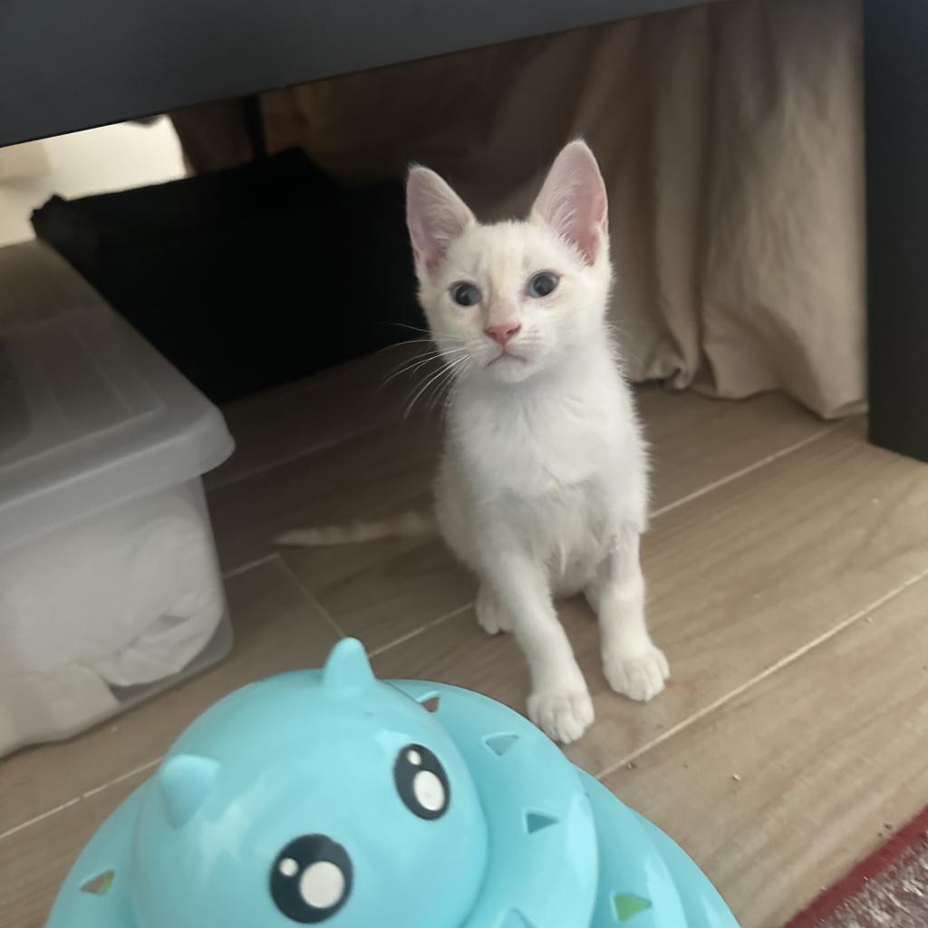 Momo, Adoptable, Adult Male Domestic Short Hair.