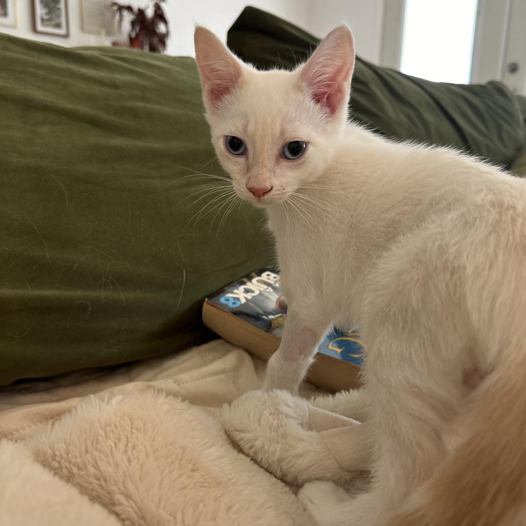 Momo, a Adoptable Domestic Short Hair in Phoenix, AZ image 4/5