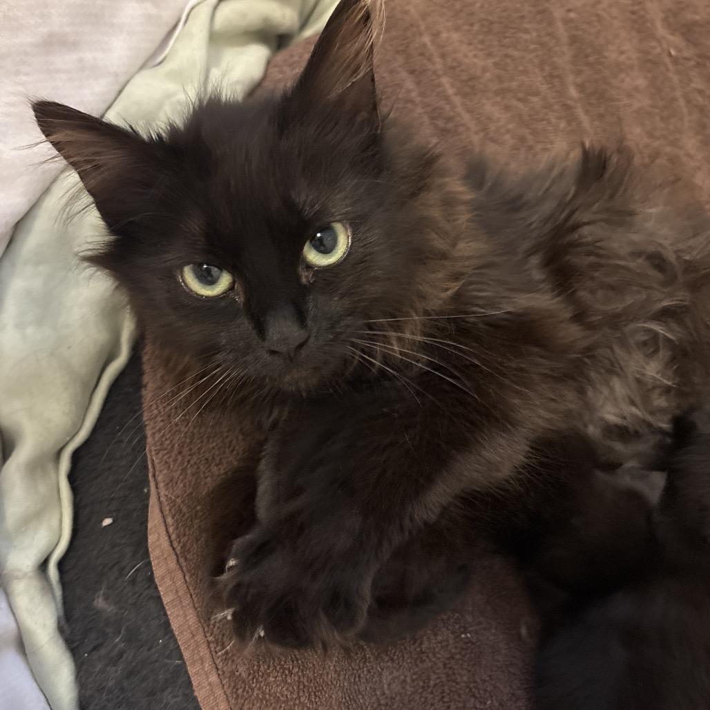 Ferrero Rocher, Adoptable, Young Female Domestic Long Hair.