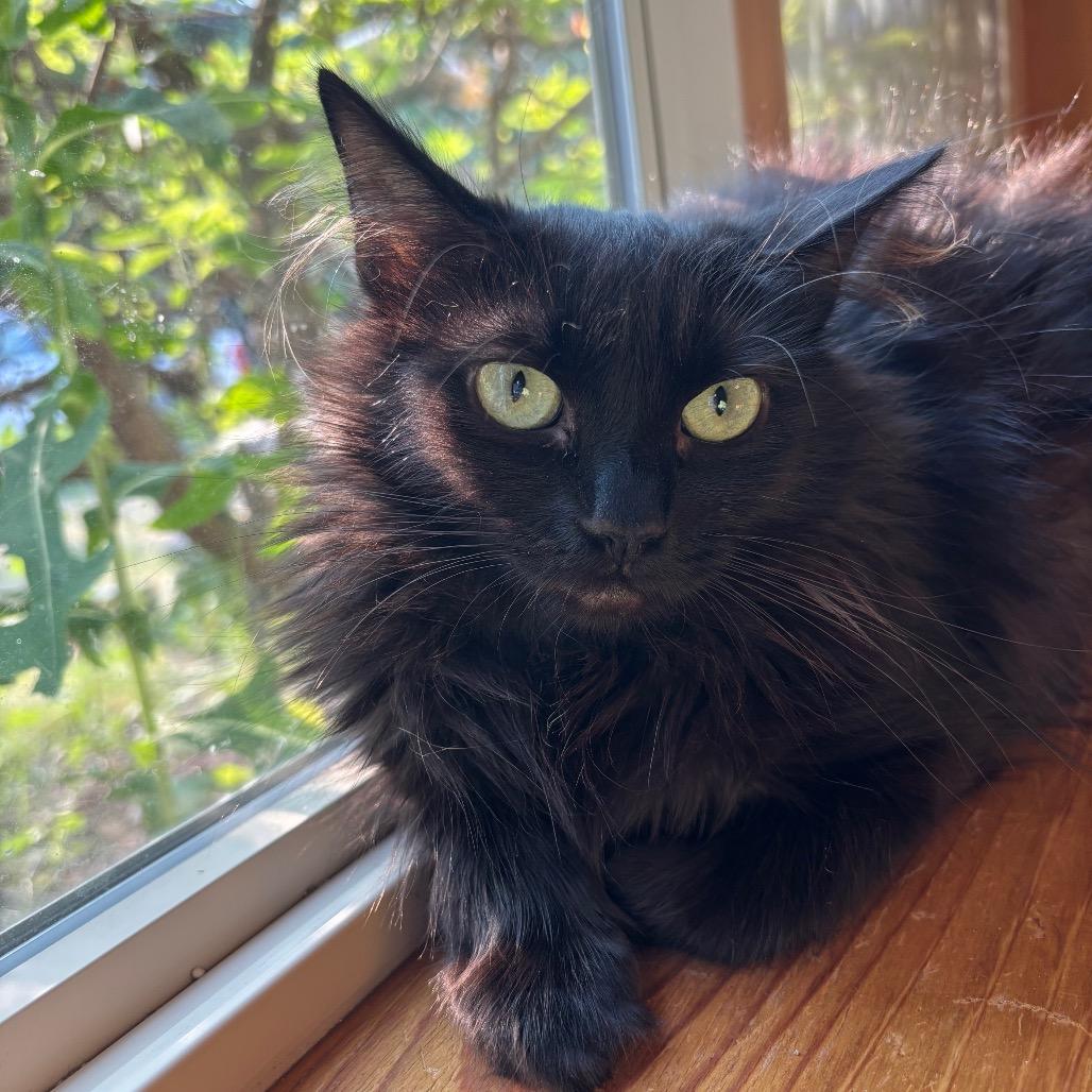Ferrero Rocher, a Adoptable Domestic Long Hair in Spokane, WA image 2/4